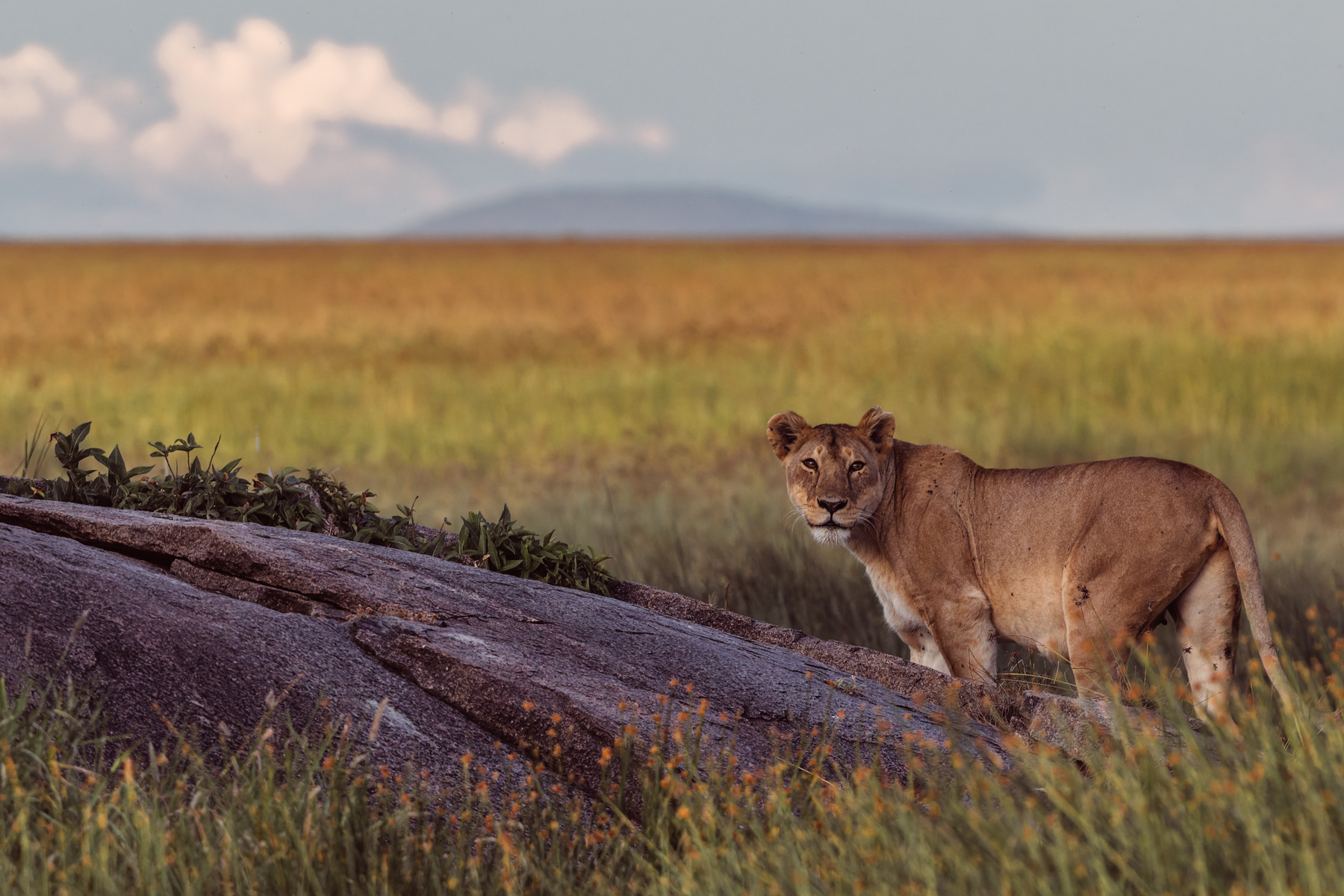 kopjes. These rocky outcrops are among the oldest features in the landscape, but Lions value them for thoroughly practical reasons; somewhere cool to rest, somewhere high to watch and somewhere cubs can quickly hide (image by Virginia Wilde)
