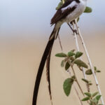 Swaying in the breeze, a Pin-tailed Whydah - with his breeding season striking long tail - clings to a shrub in Tanzania's Serengeti (image by Virginia Wilde)