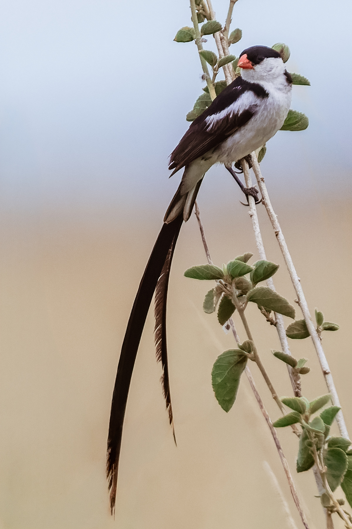 Swaying in the breeze, a Pin-tailed Whydah - with his breeding season striking long tail - clings to a shrub in Tanzania's Serengeti (image by Virginia Wilde)