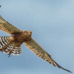 The largest kestrel in Africa, this Greater Kestrel usually hunts from exposed perches, dropping swiftly onto rodents, lizards and large insects (image by Virginia Wilde)