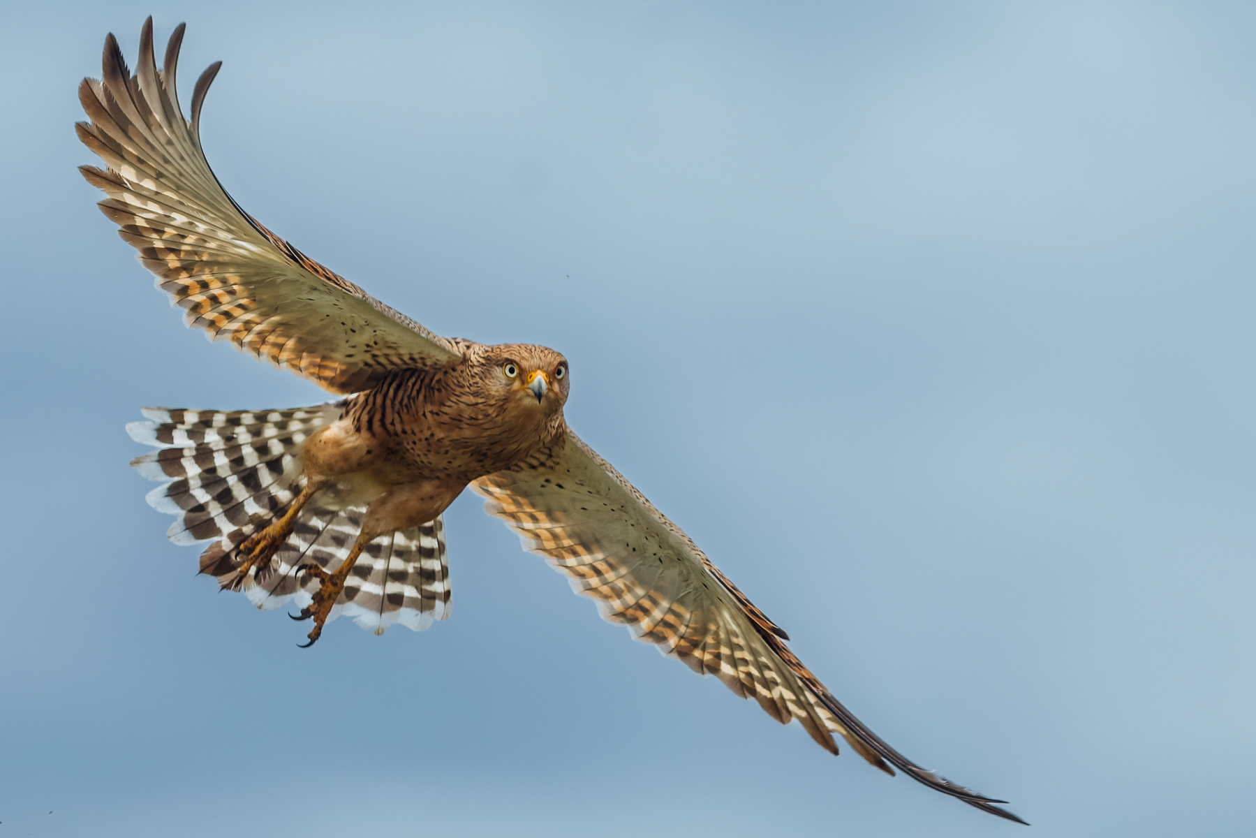 The largest kestrel in Africa, this Greater Kestrel usually hunts from exposed perches, dropping swiftly onto rodents, lizards and large insects (image by Virginia Wilde)