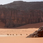 A herd of camels near the cathedral of Tadrart (image by Inger Vandyke)