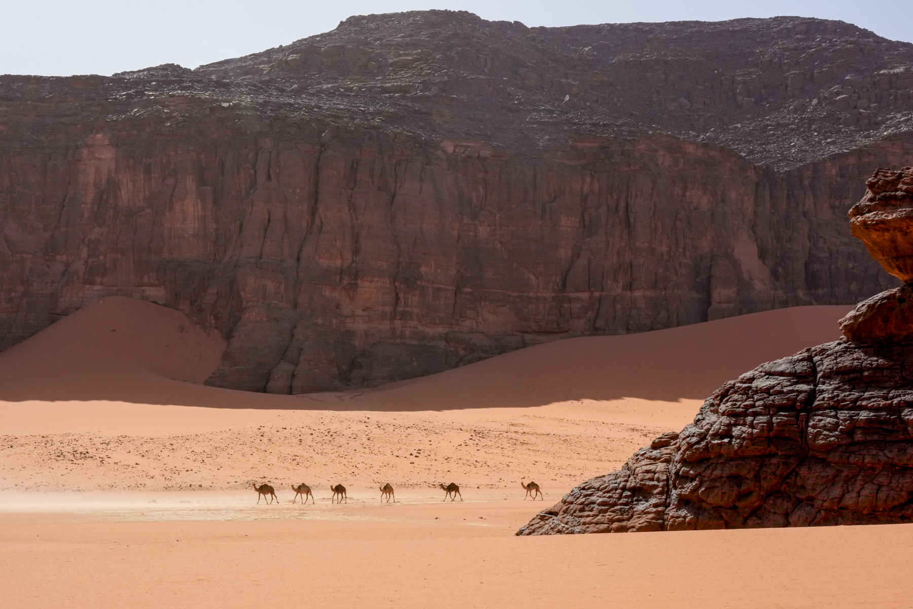A herd of camels near the cathedral of Tadrart (image by Inger Vandyke)