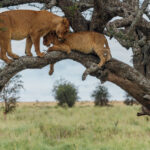It looks like a tender moment between a Lioness and her cub. But we watched this pair for ages - and actually the cub got stuck up the tree. Eventually his mum helped to guide him safely down. Like Lion, like Human (image by Virginia Wilde)