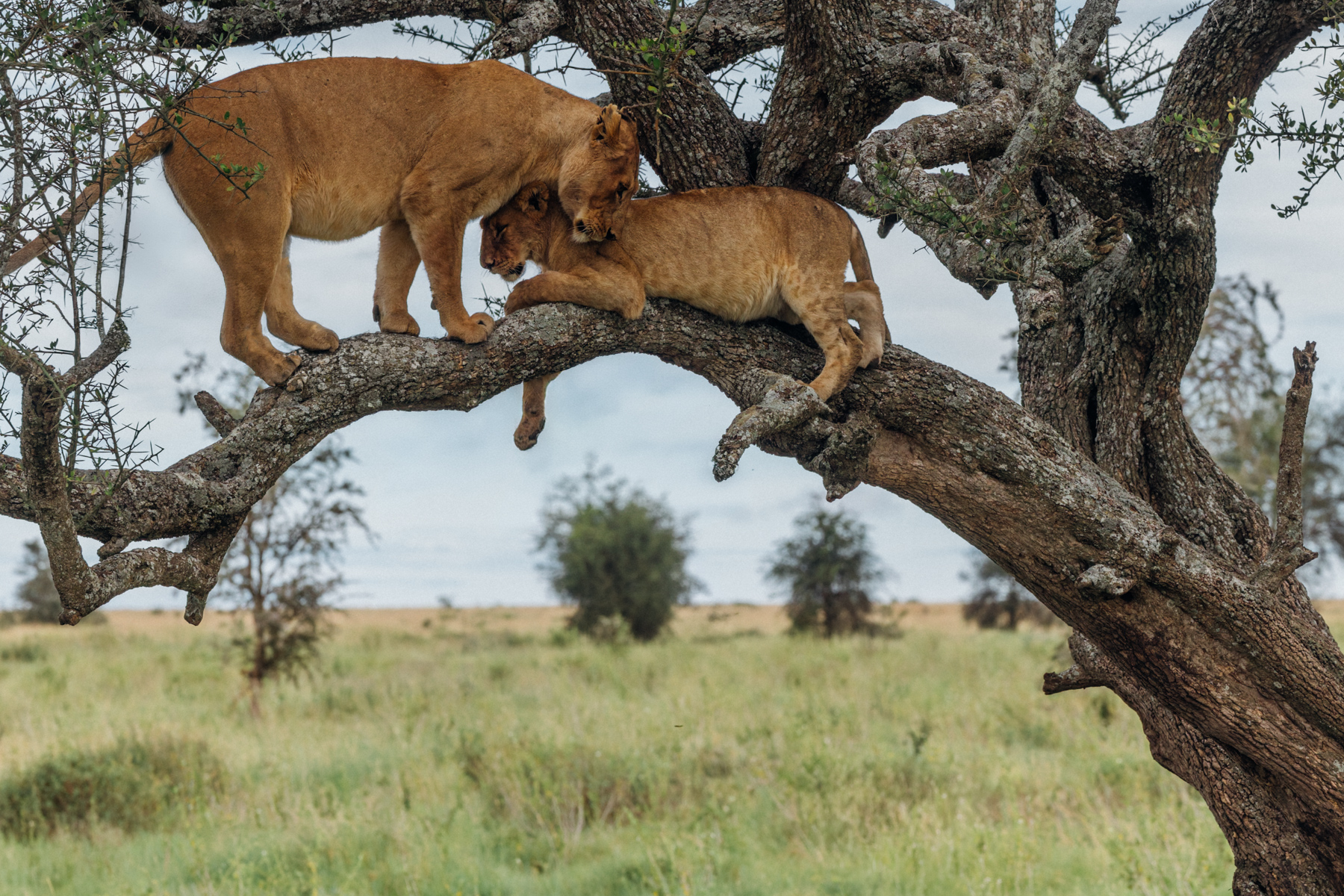 It looks like a tender moment between a Lioness and her cub. But we watched this pair for ages - and actually the cub got stuck up the tree. Eventually his mum helped to guide him safely down. Like Lion, like Human (image by Virginia Wilde)
