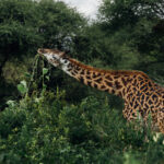 A Masai Giraffe feeds in the woodlands of northern Tanzania. A giraffes' dark, prehensile tongue can reach almost 50cm (20 inches) allowing it to strip leaves from thorny acacia branches, while avoiding most of the spines (image by Virginia Wilde)