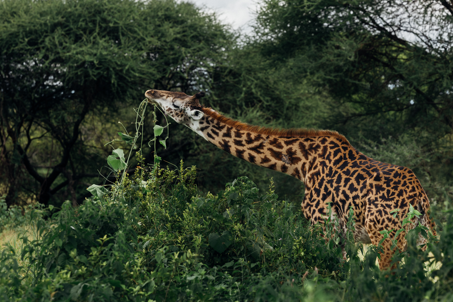 A Masai Giraffe feeds in the woodlands of northern Tanzania. A giraffes' dark, prehensile tongue can reach almost 50cm (20 inches) allowing it to strip leaves from thorny acacia branches, while avoiding most of the spines (image by Virginia Wilde)