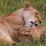 Grooming stimulates circulation, removes dirt and parasites and helps keep young cubs healthy during their most vulnerable months. And probably feels pretty good for this youngster, too (image by Virginia Wilde)
