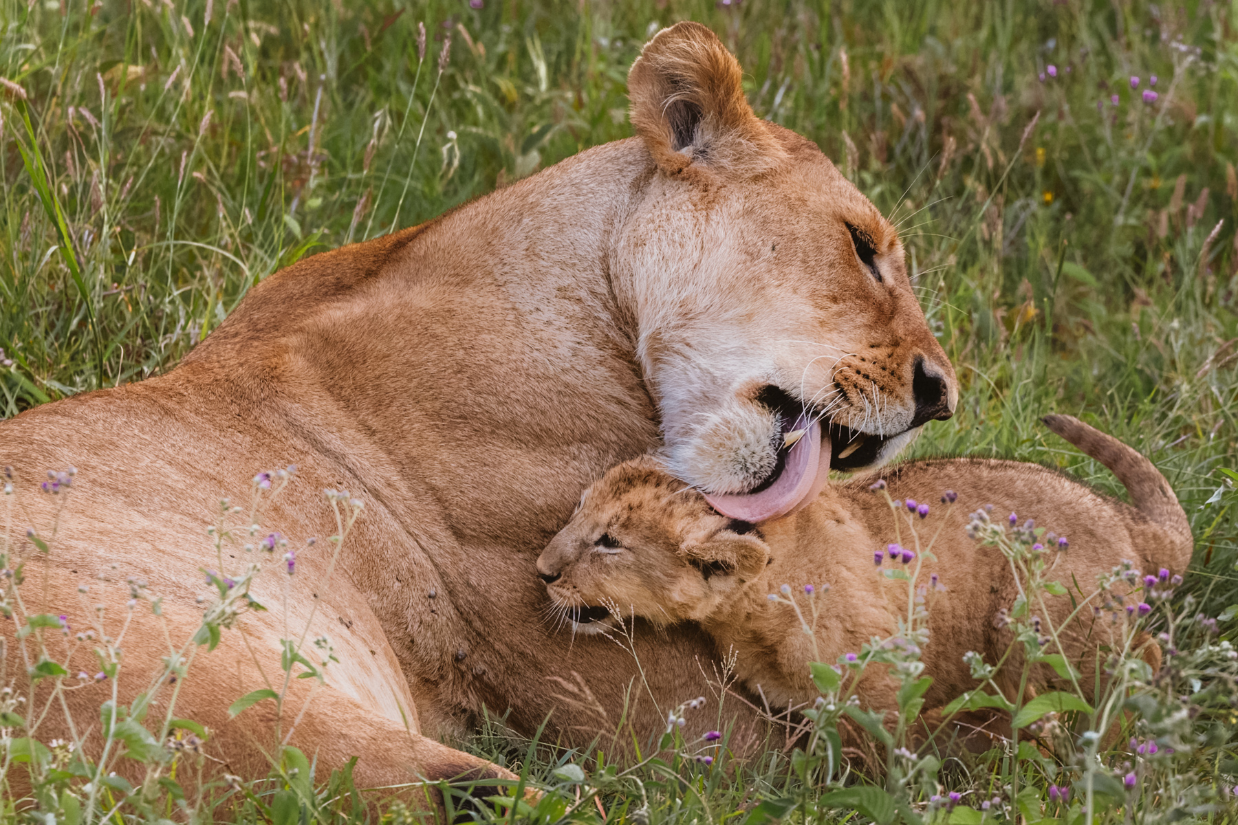 Grooming stimulates circulation, removes dirt and parasites and helps keep young cubs healthy during their most vulnerable months. And probably feels pretty good for this youngster, too (image by Virginia Wilde)
