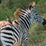 This Plains Zebra foal barely acknowledged its passengers. Oxpeckers are so closely associated with large mammals that they may spend most of the day riding, feeding and moving with the same herd (image by Virginia Wilde)
