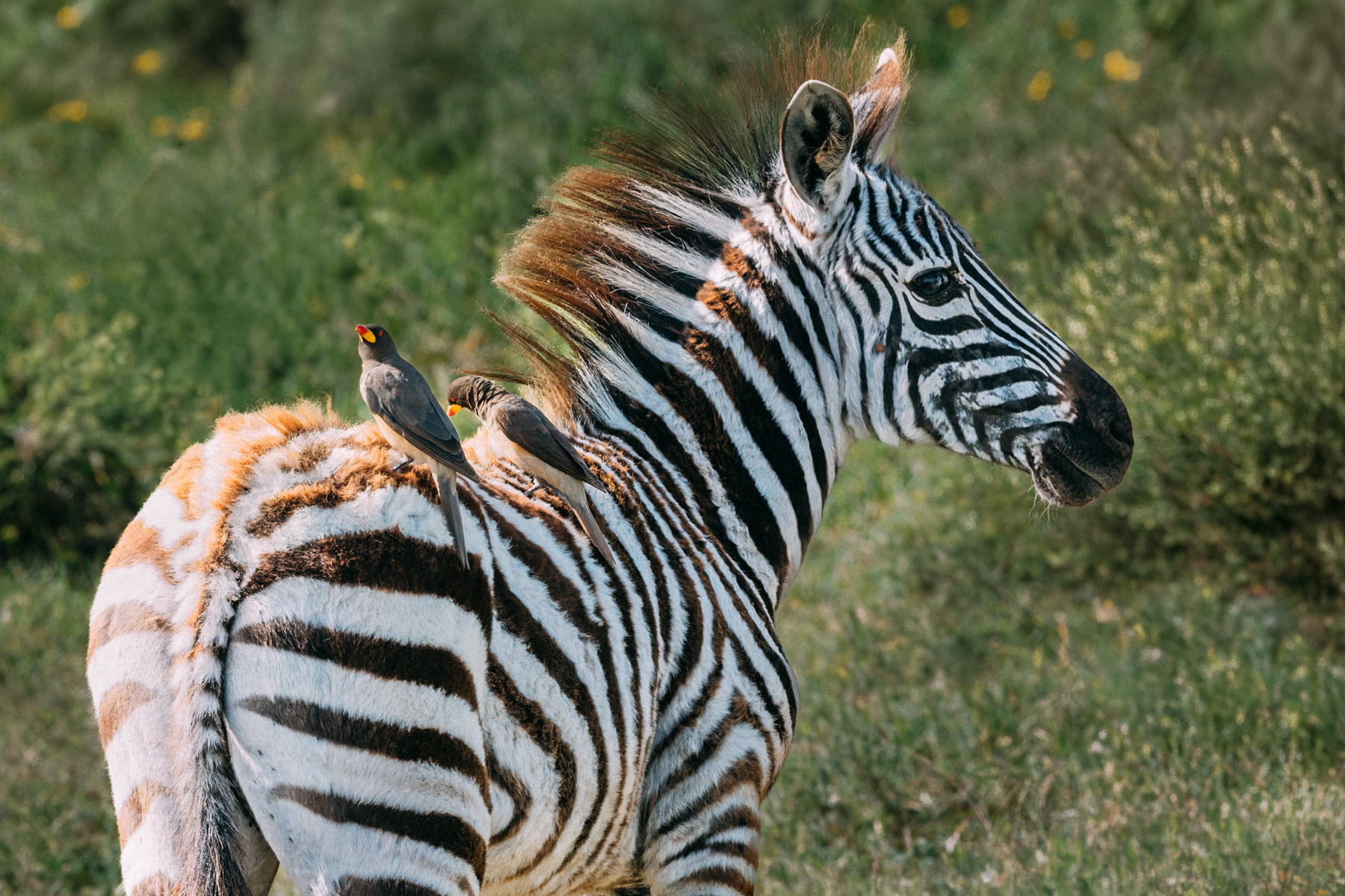 This Plains Zebra foal barely acknowledged its passengers. Oxpeckers are so closely associated with large mammals that they may spend most of the day riding, feeding and moving with the same herd (image by Virginia Wilde)