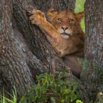 Sheltered in the fork of a weathered tree, a young Lion's gaze appears piercing (image by Virginia Wilde)