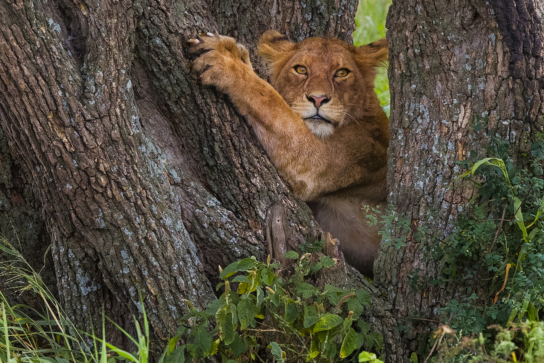 Sheltered in the fork of a weathered tree, a young Lion's gaze appears piercing (image by Virginia Wilde)