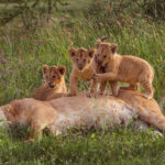 Triplet Lion cubs stand on their resting mum - who clearly wishes today's alarm clock had not gone off in her corner of the Ngorongoro Crater (image by Virginia Wilde)