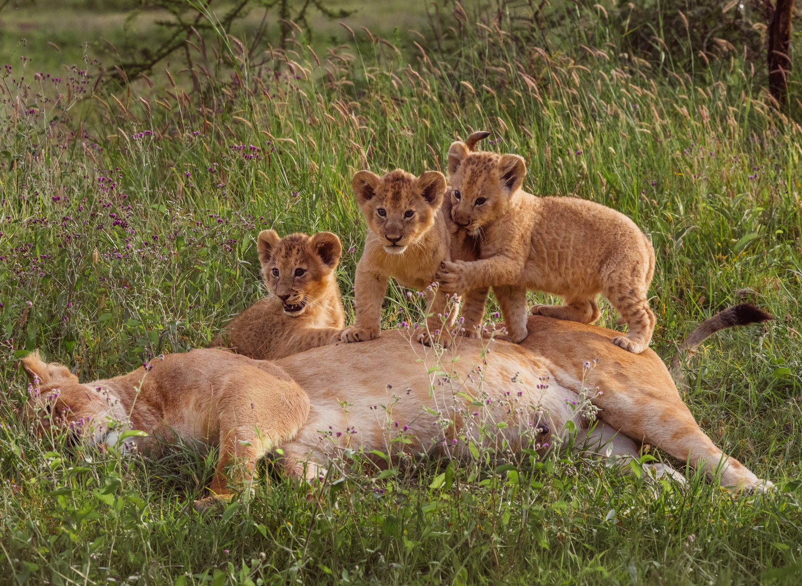 Triplet Lion cubs stand on their resting mum - who clearly wishes today's alarm clock had not gone off in her corner of the Ngorongoro Crater (image by Virginia Wilde)