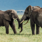 The Elephant equivalent of 'How've you been?' The Elephant's trunk serves as nose, hand and voice all in one - used to smell, feed, drink and communicate (image by Virginia Wilde)