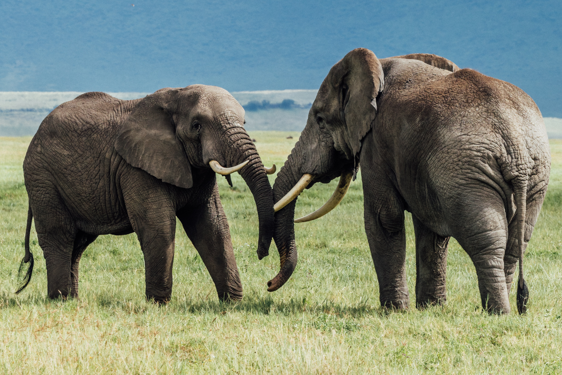 The Elephant equivalent of 'How've you been?' The Elephant's trunk serves as nose, hand and voice all in one - used to smell, feed, drink and communicate (image by Virginia Wilde)