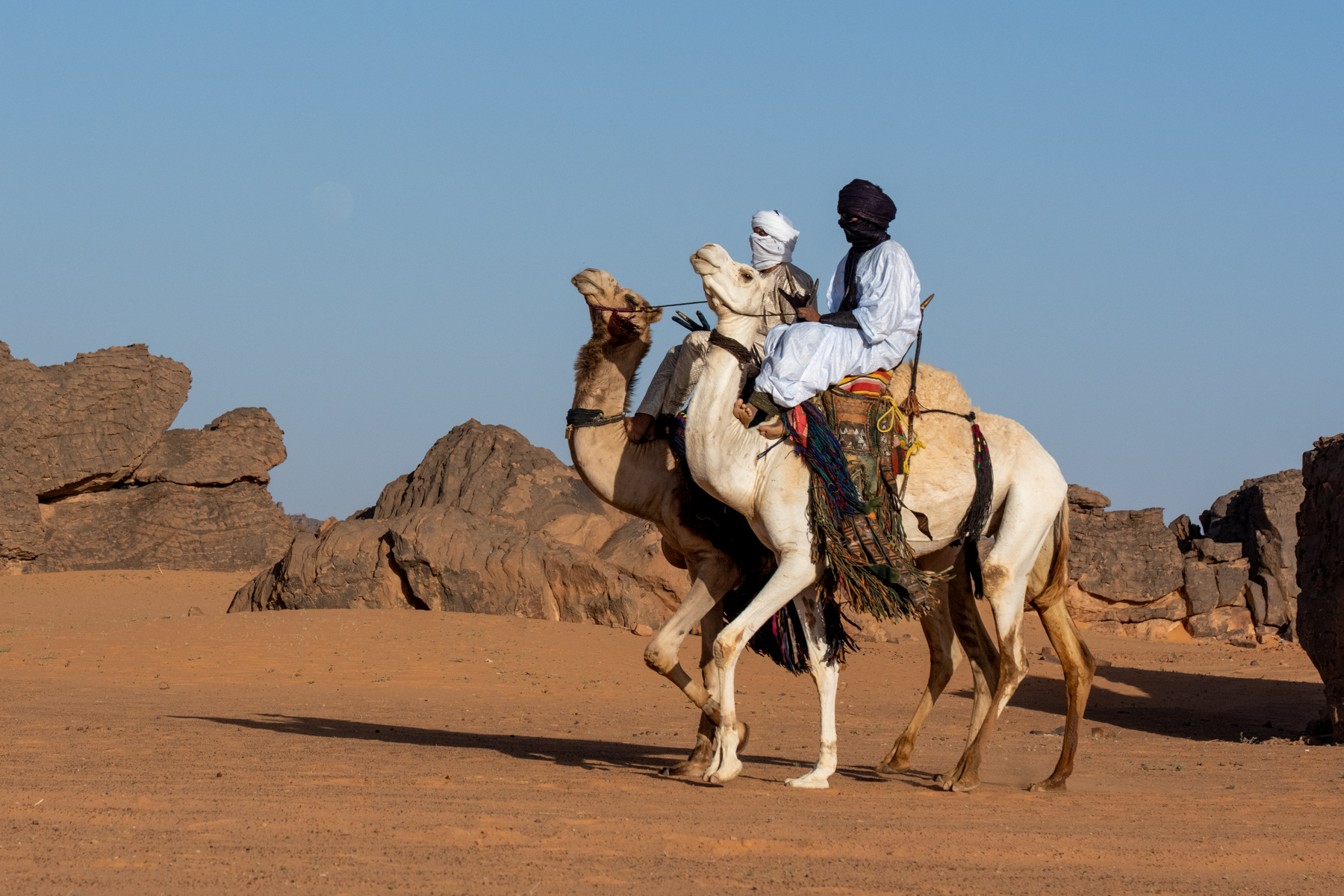 Tuareg men arrive on camels to a camel dancing ceremony (image by Inger Vandyke)