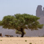 Tuareg nomads in Tassili (image by Inger Vandyke)