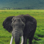 An old bull Elephant - probably over 40 years old - displays remarkably large tusks. Bulls carrying ivory of this size are now tragically uncommon because decades of poaching disproportionately removed the largest-tusked Elephants (image by Virginia Wilde)