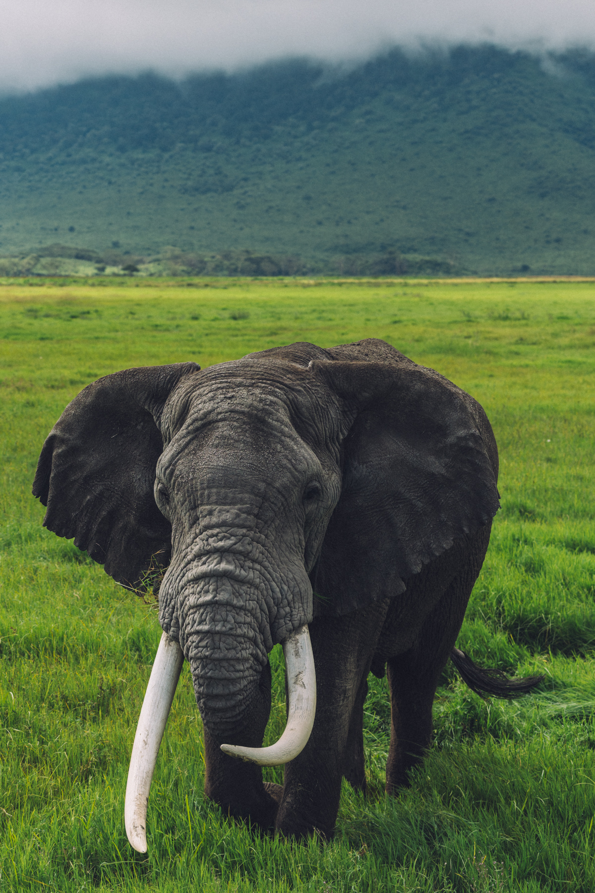 An old bull Elephant - probably over 40 years old - displays remarkably large tusks. Bulls carrying ivory of this size are now tragically uncommon because decades of poaching disproportionately removed the largest-tusked Elephants (image by Virginia Wilde)