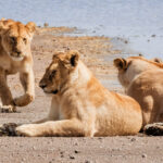 Lionesses are the permanent members of a pride, while males usually come and go. Daughters often remain with their mothers for life, creating prides that can span several generations (image by Virginia Wilde)