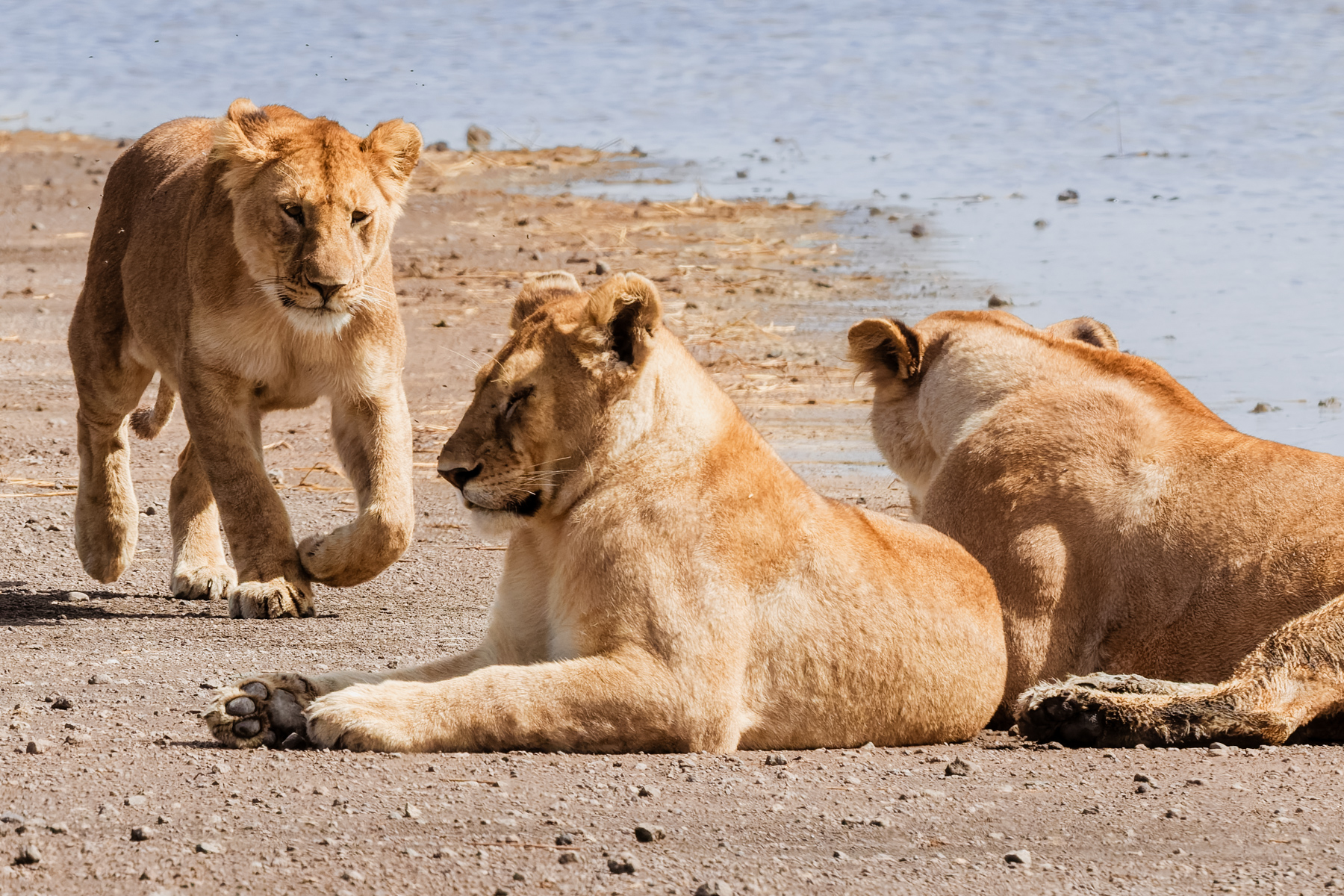 Lionesses are the permanent members of a pride, while males usually come and go. Daughters often remain with their mothers for life, creating prides that can span several generations (image by Virginia Wilde)