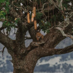 A Leopard rests in the branches of a Serengeti Sausage Tree, almost disappearing in the tangle of bark and shadow (image by Virginia Wilde)