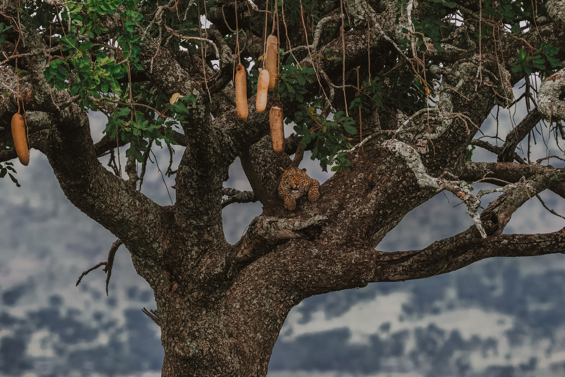 A Leopard rests in the branches of a Serengeti Sausage Tree, almost disappearing in the tangle of bark and shadow (image by Virginia Wilde)