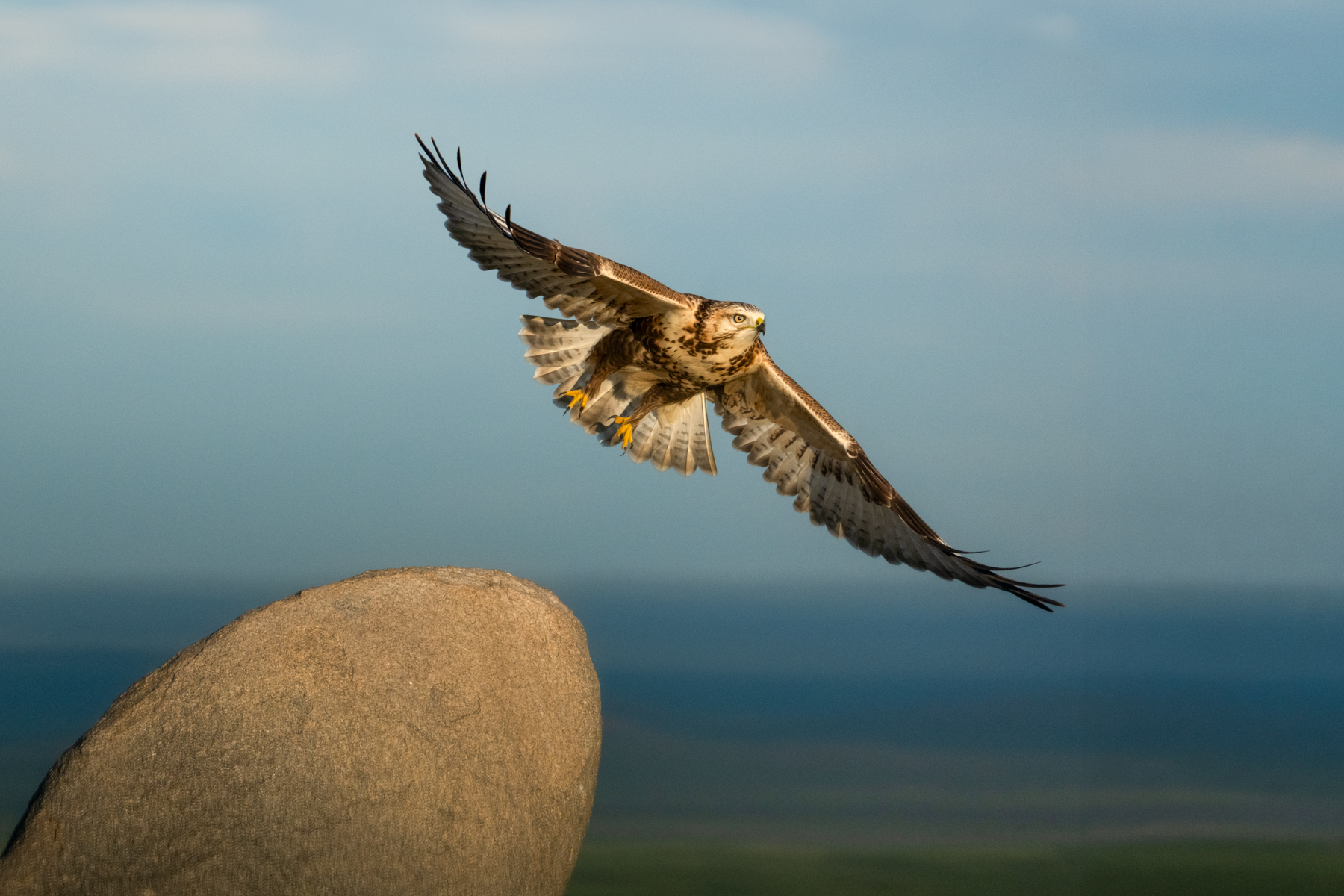 An Upland Buzzard takes flight from its rocky perch on the steppe (image by Inger Vandyke)