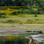 This tranquil moment with a Spotted Hyena was actually one of my favourite scenes in Ndutu. Here, Tanzania's most misunderstood predator takes a quiet break. Spotted Hyenas live in complex social clans led by powerful females (image by Virginia Wilde)