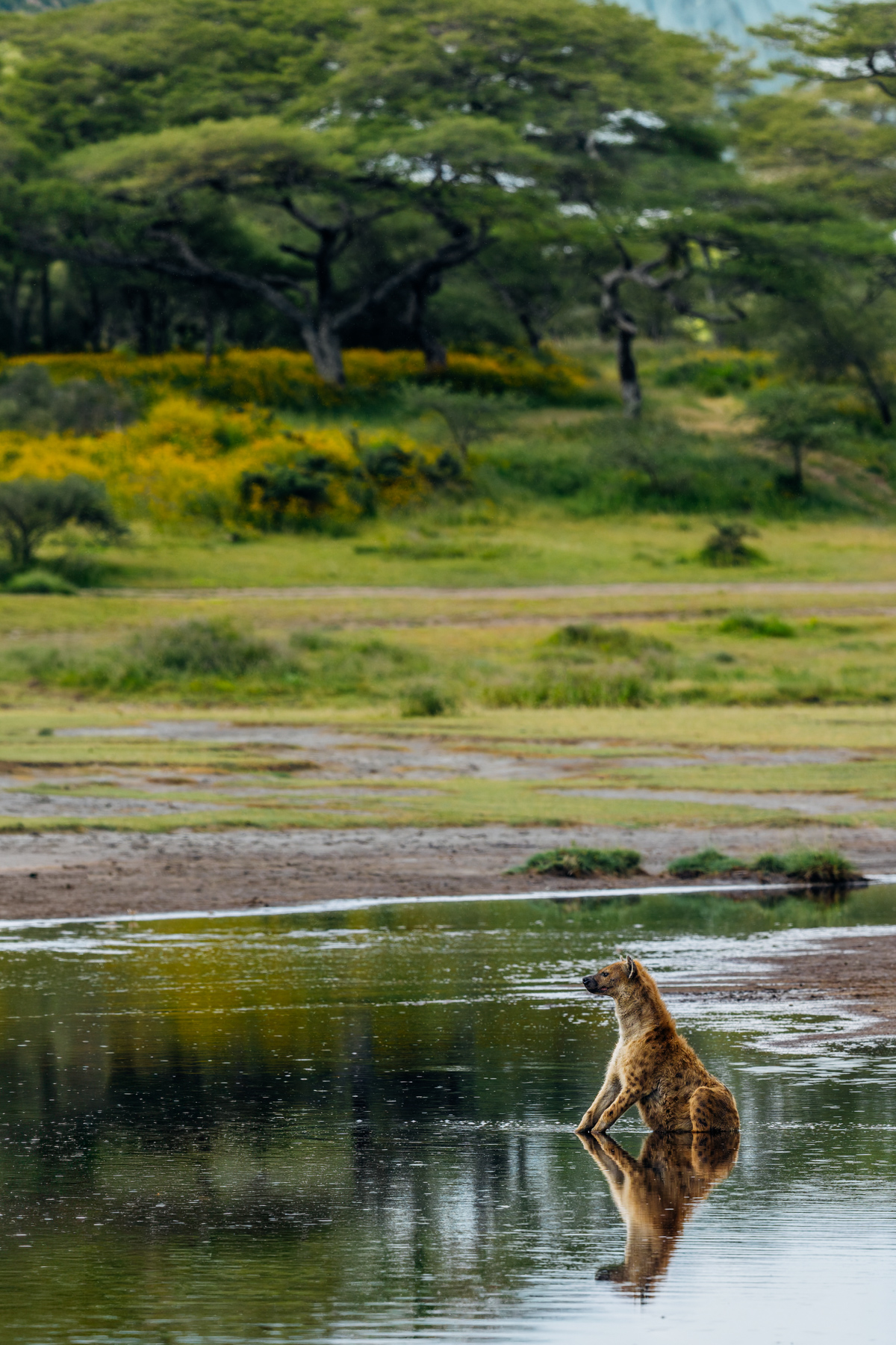 This tranquil moment with a Spotted Hyena was actually one of my favourite scenes in Ndutu. Here, Tanzania's most misunderstood predator takes a quiet break. Spotted Hyenas live in complex social clans led by powerful females (image by Virginia Wilde)