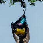 A male Variable Sunbird showcases its beautiful iridescent plumage as it searches for nectar and small insects (image by Virginia Wilde)