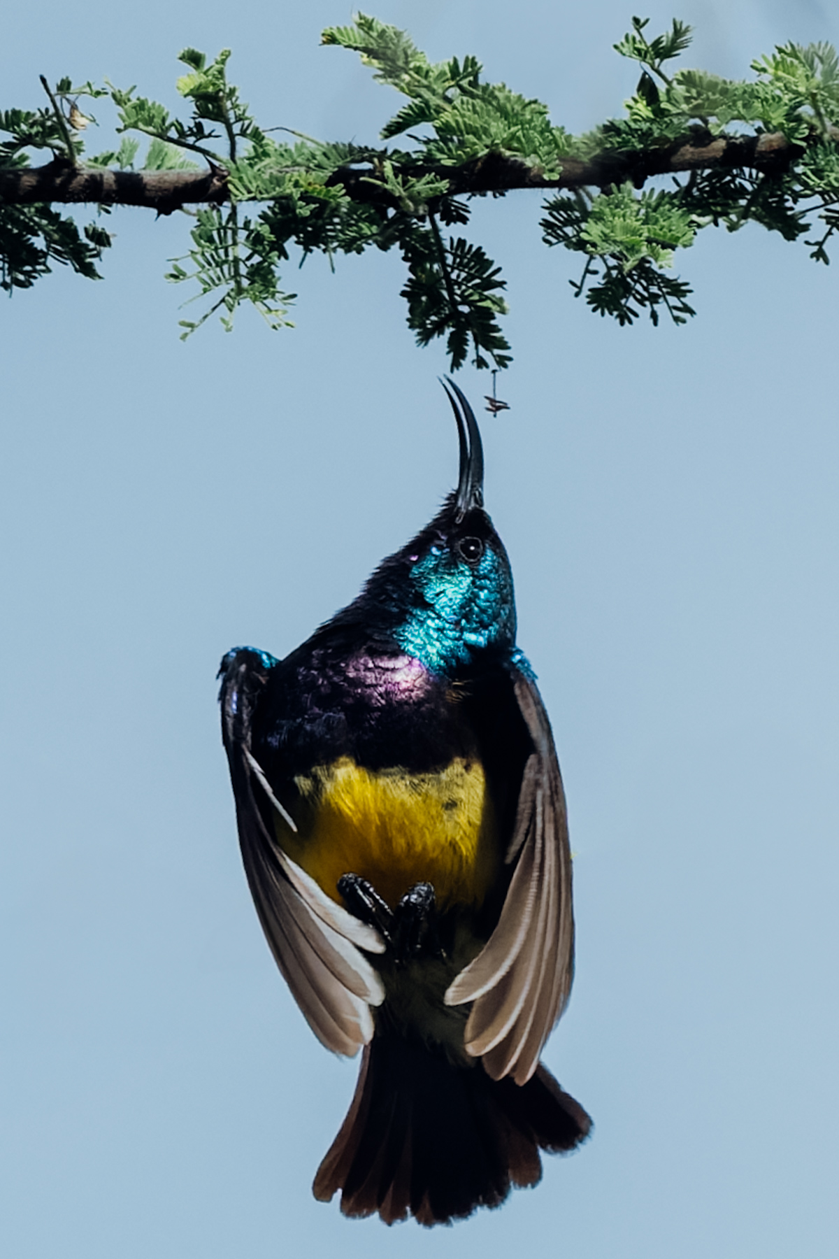 A male Variable Sunbird showcases its beautiful iridescent plumage as it searches for nectar and small insects (image by Virginia Wilde)