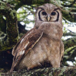As Africa's largest owl, the Verreaux's Eagle Owl is always a prized sighting. Standing up to 66cm tall, their wingspan approaches 1.5 metres (image by Virginia Wilde)