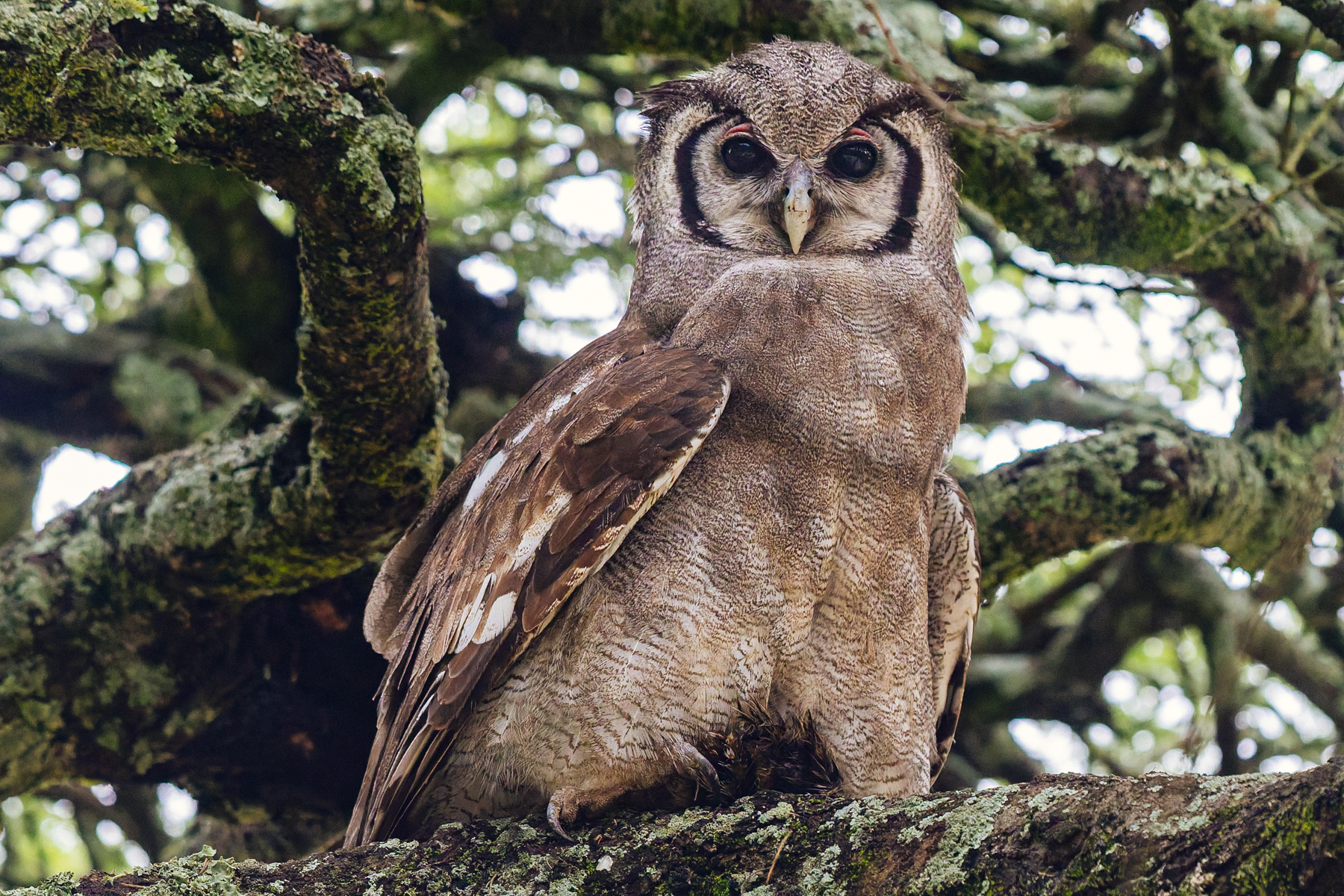 As Africa's largest owl, the Verreaux's Eagle Owl is always a prized sighting. Standing up to 66cm tall, their wingspan approaches 1.5 metres (image by Virginia Wilde)