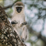 Inquisitive juvenile Vervet Monkeys are often the first to investigate unfamiliar sights. This youngster has a stare that appears almost questioning (image by Virginia Wilde)