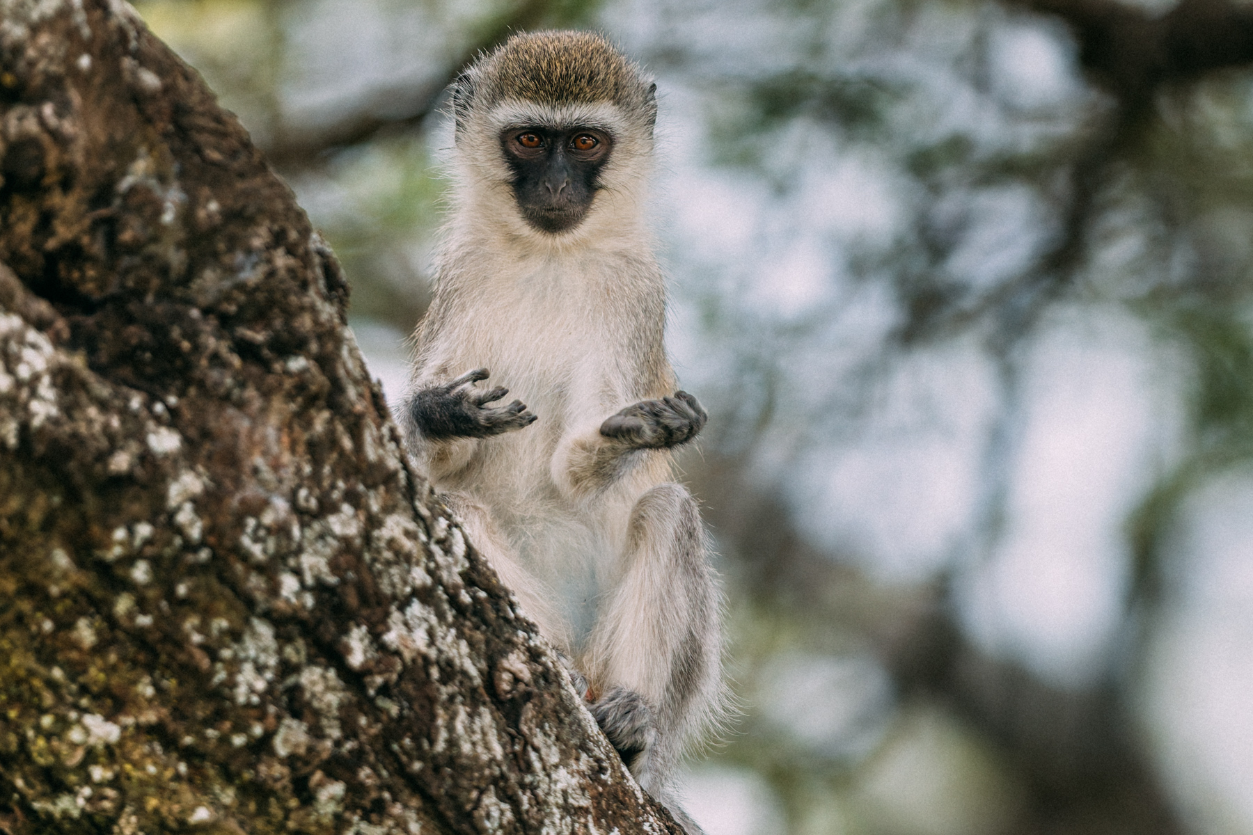 Inquisitive juvenile Vervet Monkeys are often the first to investigate unfamiliar sights. This youngster has a stare that appears almost questioning (image by Virginia Wilde)