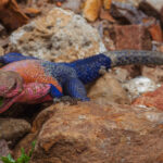 This male Mwanza Flat-headed Rock Agama looks like its run amok at a paint shop. Agama lizards are famous for their remarkable, rapid colour changes (image by Virginia Wilde)