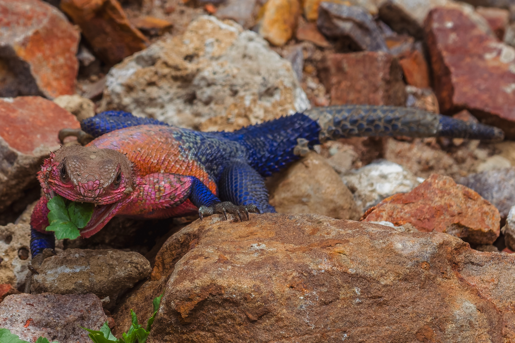 This male Mwanza Flat-headed Rock Agama looks like its run amok at a paint shop. Agama lizards are famous for their remarkable, rapid colour changes (image by Virginia Wilde)
