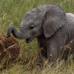 Every toddler has questionable hobbies. This one's happened to involve Elephant dung. Their trunks are as much sensory organs as they are tools - able to detect scents from remarkable distances (image by Virginia Wilde)