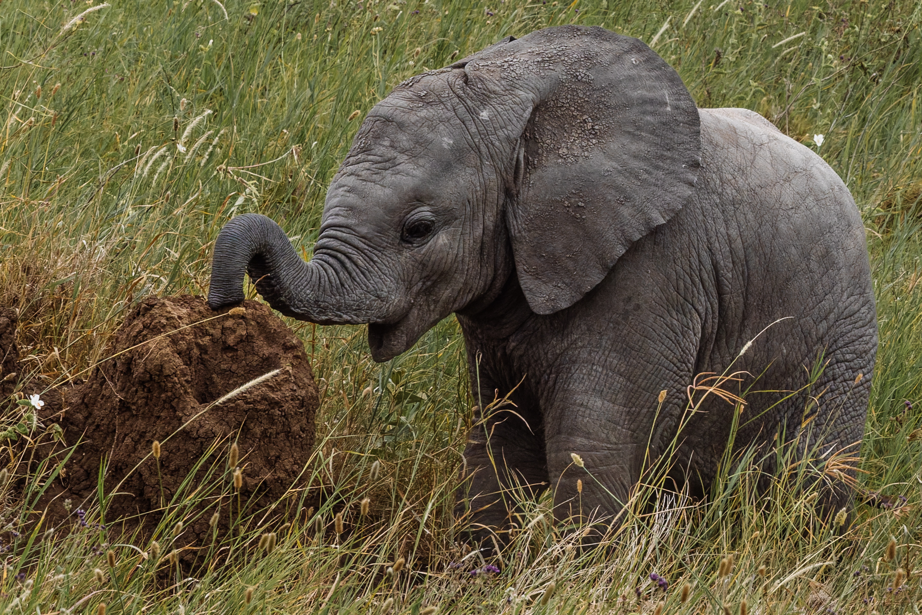 Every toddler has questionable hobbies. This one's happened to involve Elephant dung. Their trunks are as much sensory organs as they are tools - able to detect scents from remarkable distances (image by Virginia Wilde)
