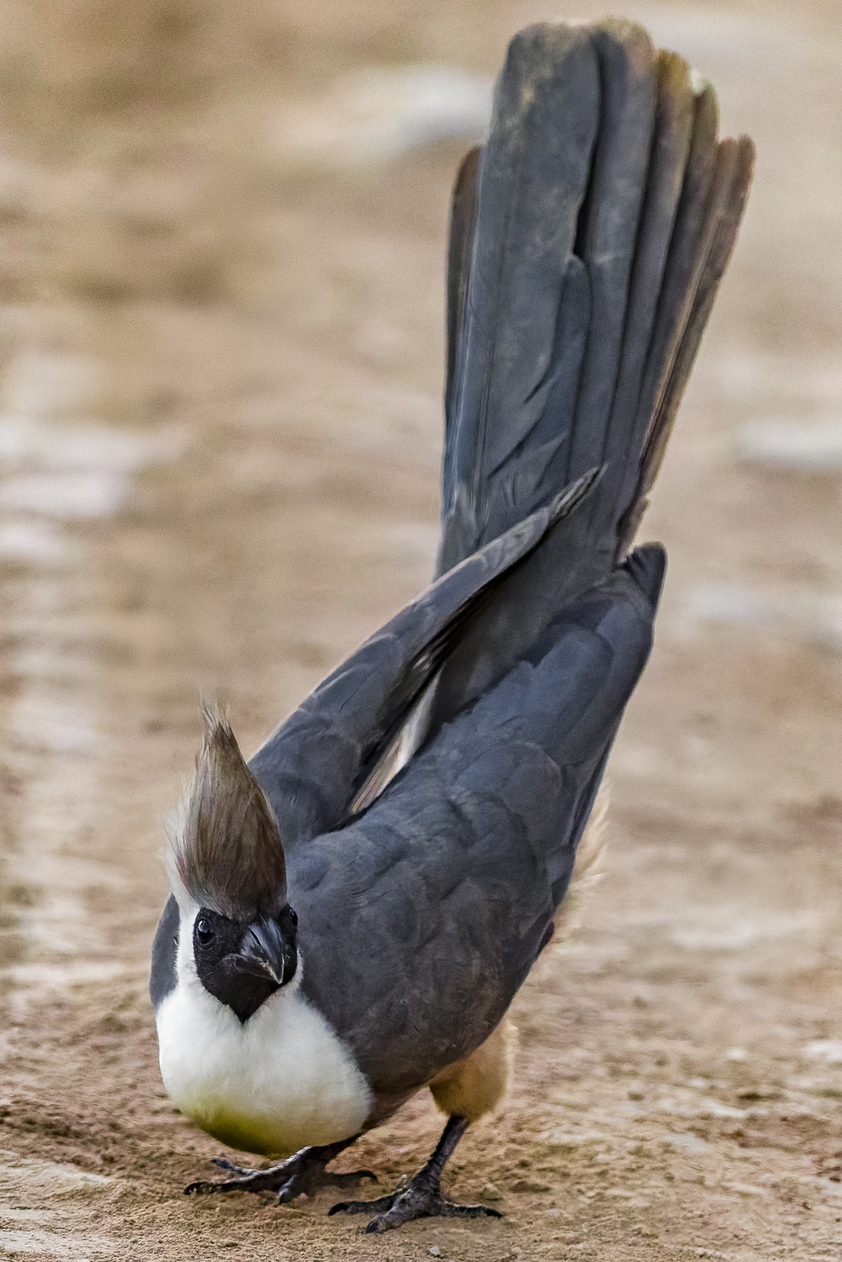 A Bare-faced Go-Away Bird in a characteristic bowing display. Despite their ungainly appearance on the ground, Go-Away Birds are agile climbers, using their strong feet to scramble effortlessly through the canopy in search of fruit and leaves (image by Virginia Wilde)