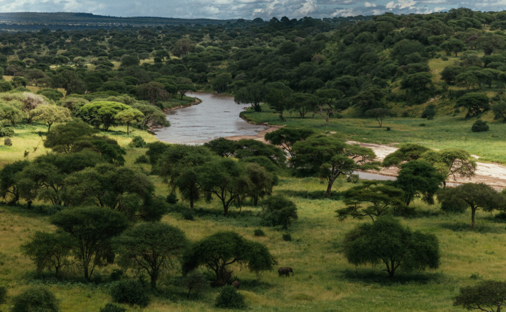Mighty Elephants are dwarfed by the Tarangire River. This waterway is the Tarangire National Park's only permanent river - and its lifeblood during the long dry season (image by Virginia Wilde)