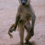 Every troop has one that insists on doing things differently. For one uplifting moment, this particular Olive Baboon is convinced it's a Human (image by Virginia Wilde)