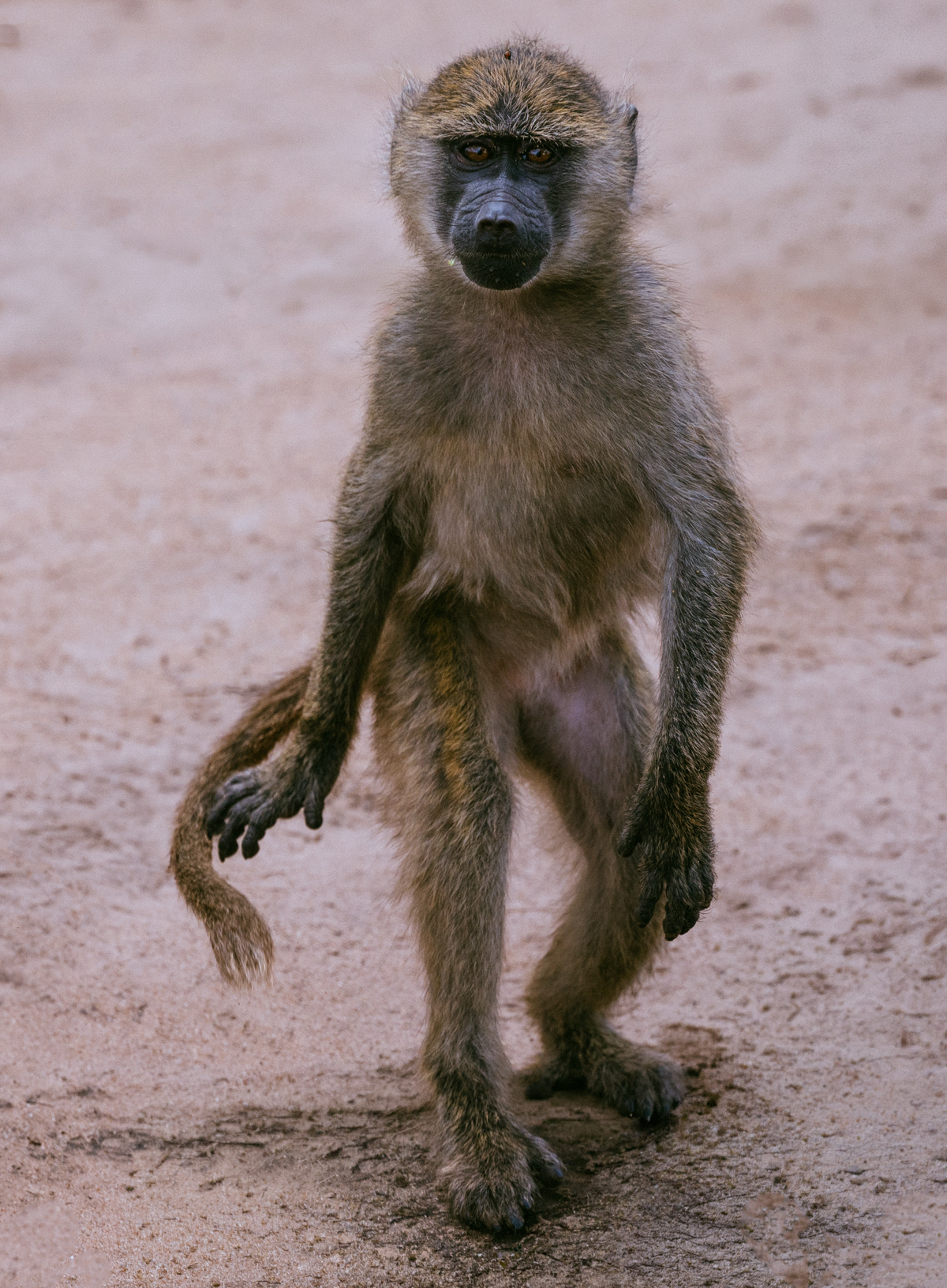 Every troop has one that insists on doing things differently. For one uplifting moment, this particular Olive Baboon is convinced it's a Human (image by Virginia Wilde)