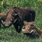Warthogs may not win any beauty contests, but they are among Africa's most successful survivors. A sow will often reverse into her burrow, so she can face outward, giving any unwelcome visitor a sharp encounter with her tusks (image by Virginia Wilde)