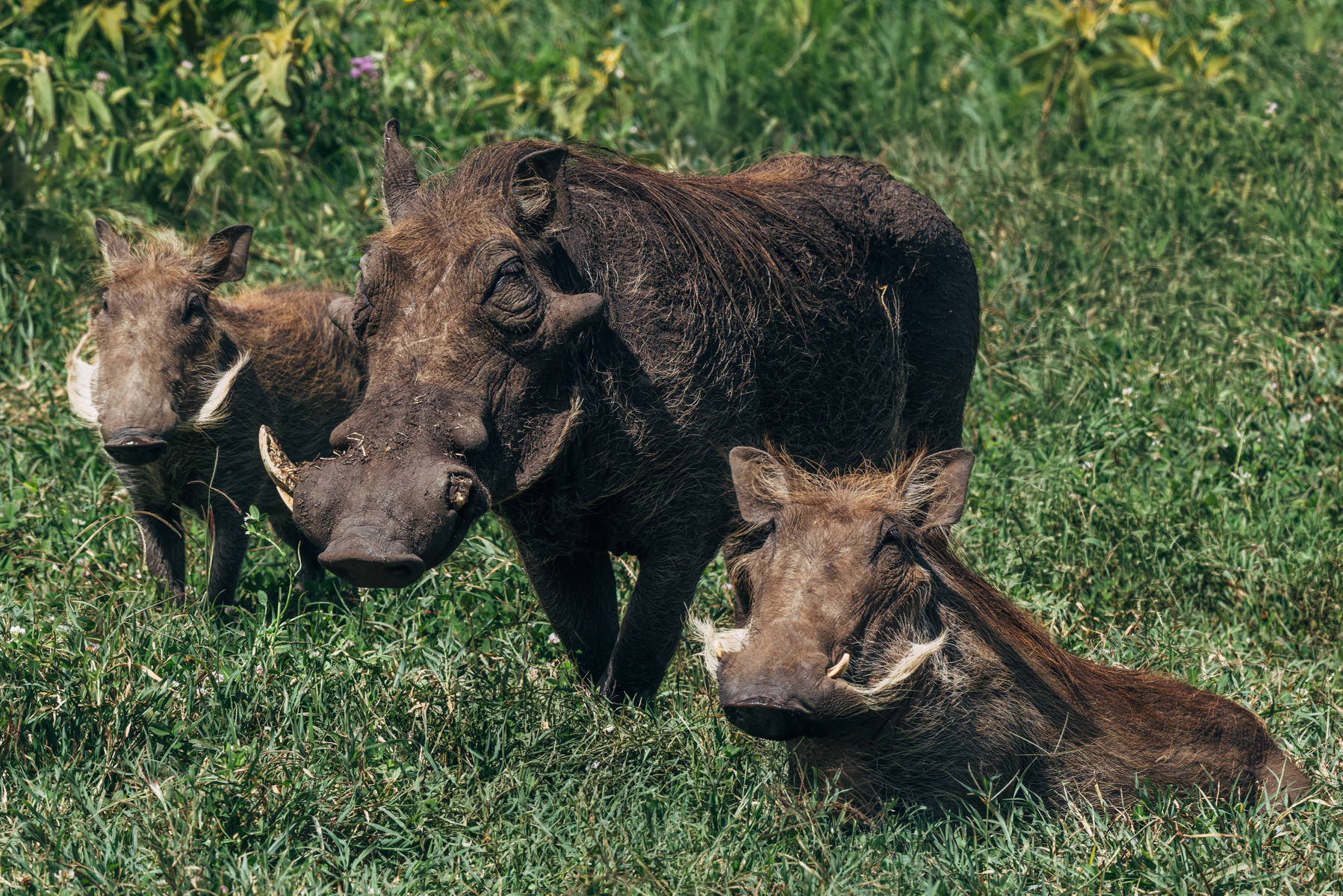 Warthogs may not win any beauty contests, but they are among Africa's most successful survivors. A sow will often reverse into her burrow, so she can face outward, giving any unwelcome visitor a sharp encounter with her tusks (image by Virginia Wilde)