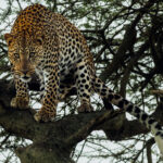 A Leopard surveys the Serengeti from the branches of an Acacia tree. Powerful shoulders and flexible ankles allow them to climb headfirst up a tree and descend headfirst again; something few large cats can manage (image by Virginia Wilde)
