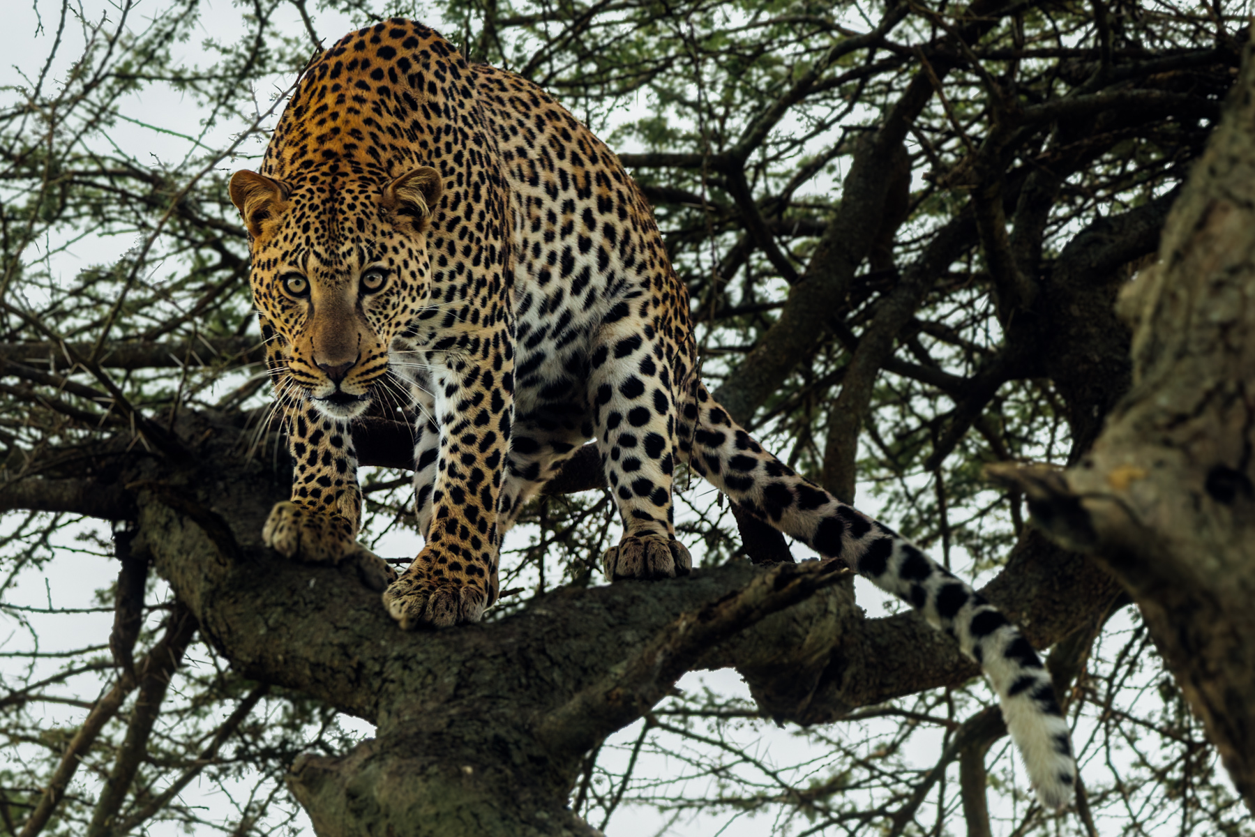 A Leopard surveys the Serengeti from the branches of an Acacia tree. Powerful shoulders and flexible ankles allow them to climb headfirst up a tree and descend headfirst again; something few large cats can manage (image by Virginia Wilde)